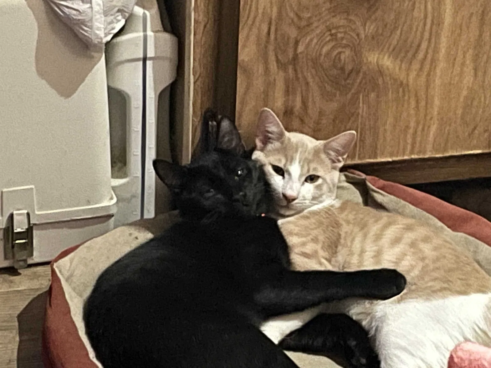 Lost cat in Los Molinos, CA, 96055