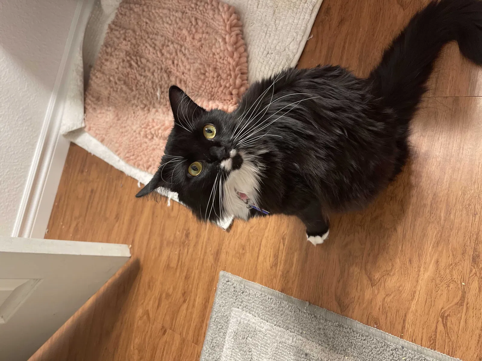 Lost cat in Las Vegas, NV, 89108