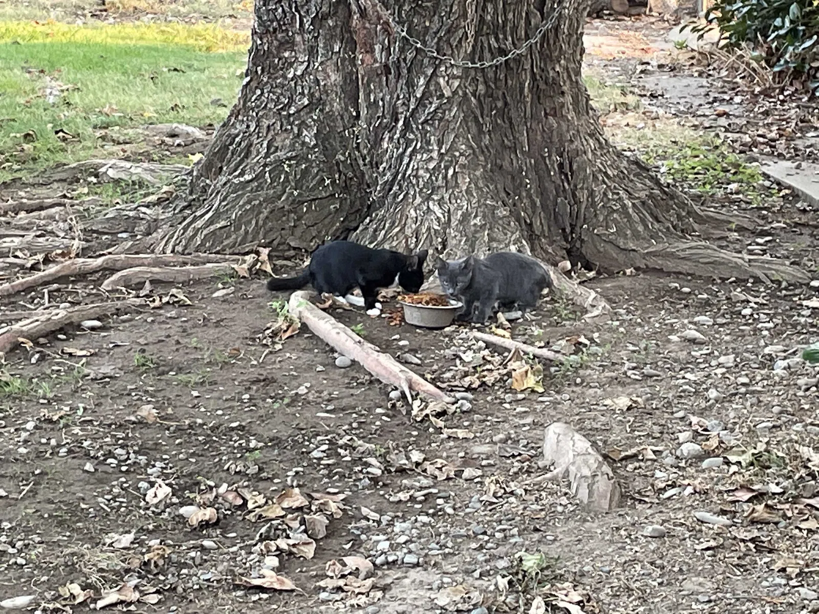 Lost cat in Los Molinos, CA, 96055