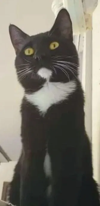 Lost cat in Vancouver, WA, 98665