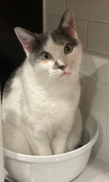 Lost cat in Austin, TX, 78744