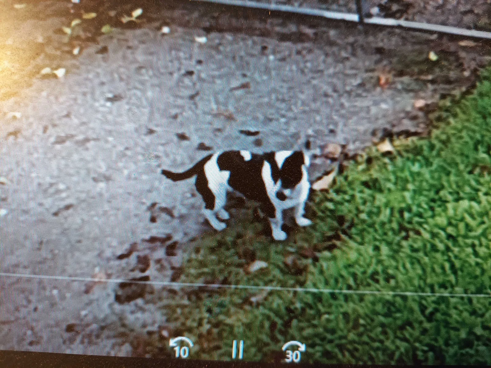 Lost dog in Stockton, CA, 95215