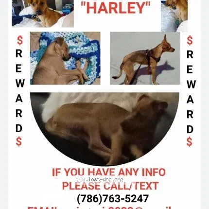 Lost dog in Las Vegas, NV, 89145
