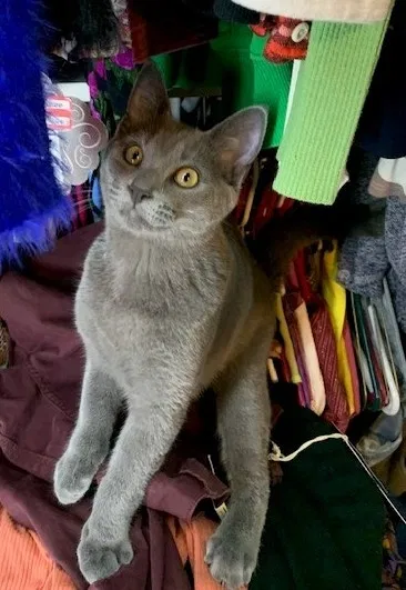 Lost cat in Rogers, MN, 55374