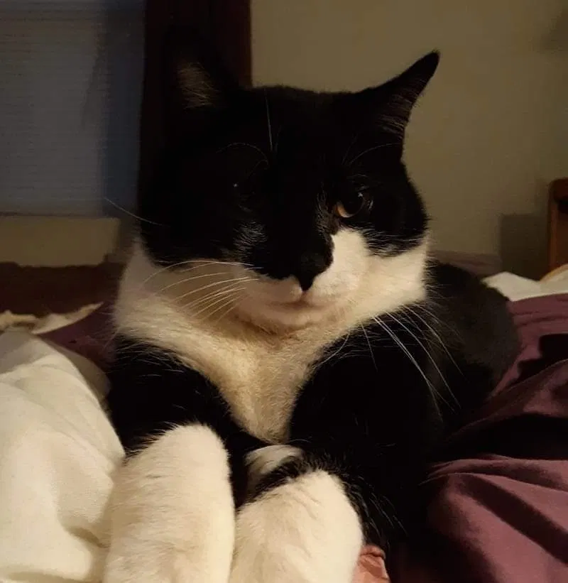 Found cat in Minneapolis, MN, 55430