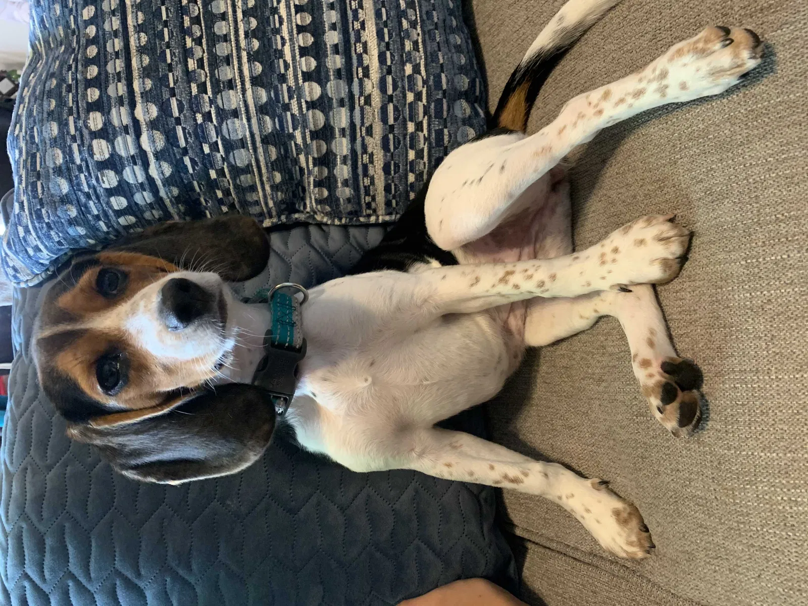 Lost dog in Charlotte, NC, 28227