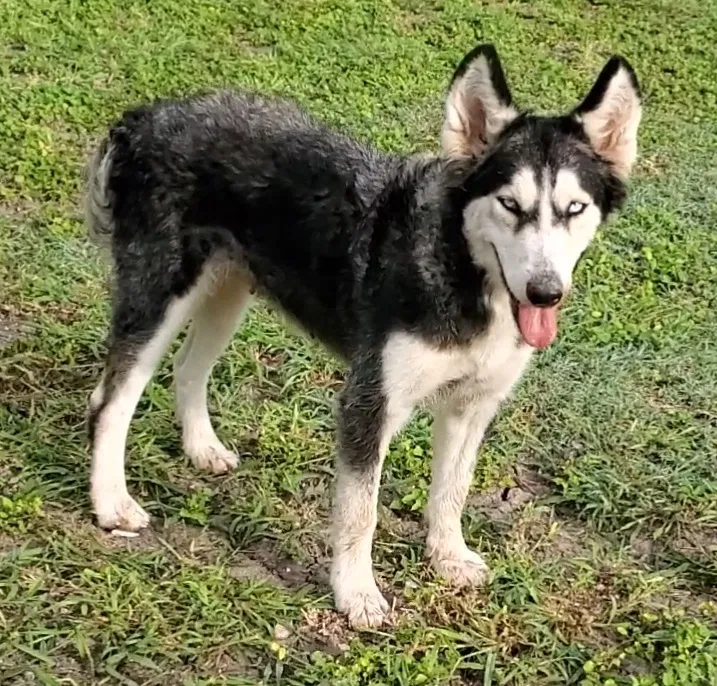 Lost dog in Brownsville, TX, 78521