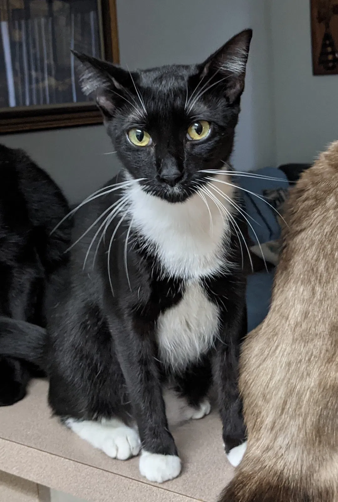 Lost cat in Miami, FL, 33177