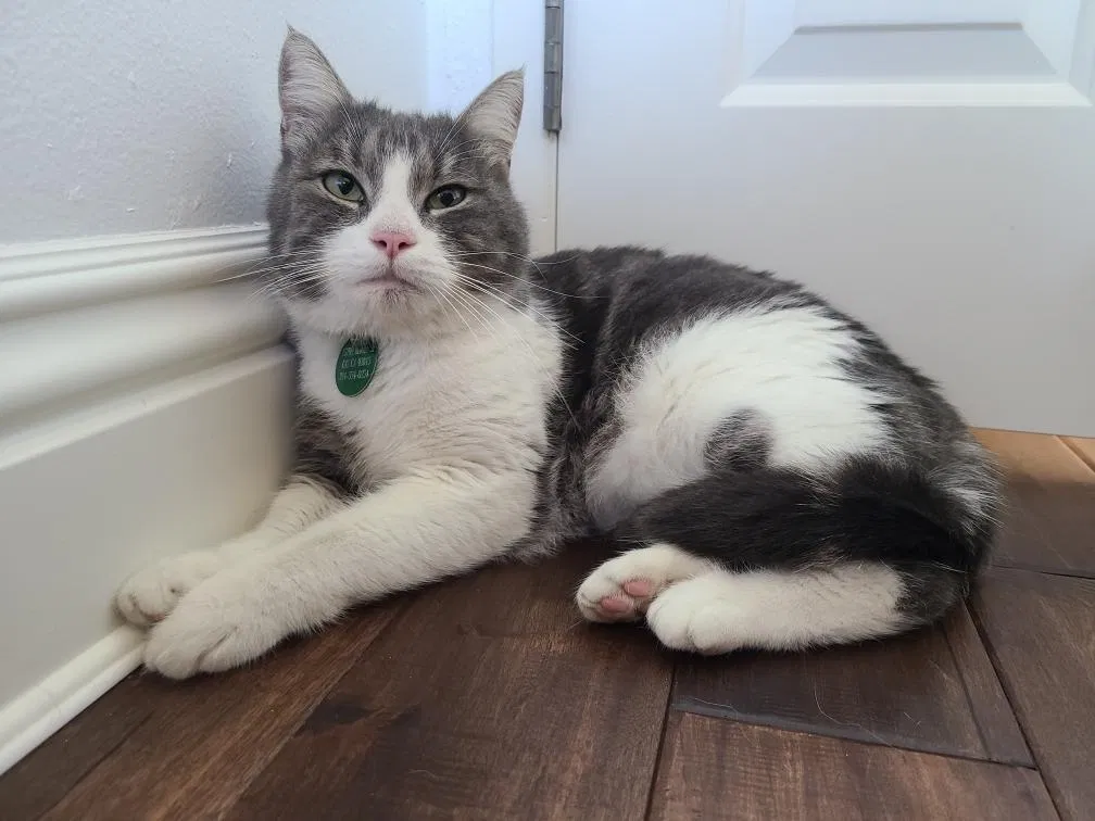 Lost cat in Irvine, CA, 92604