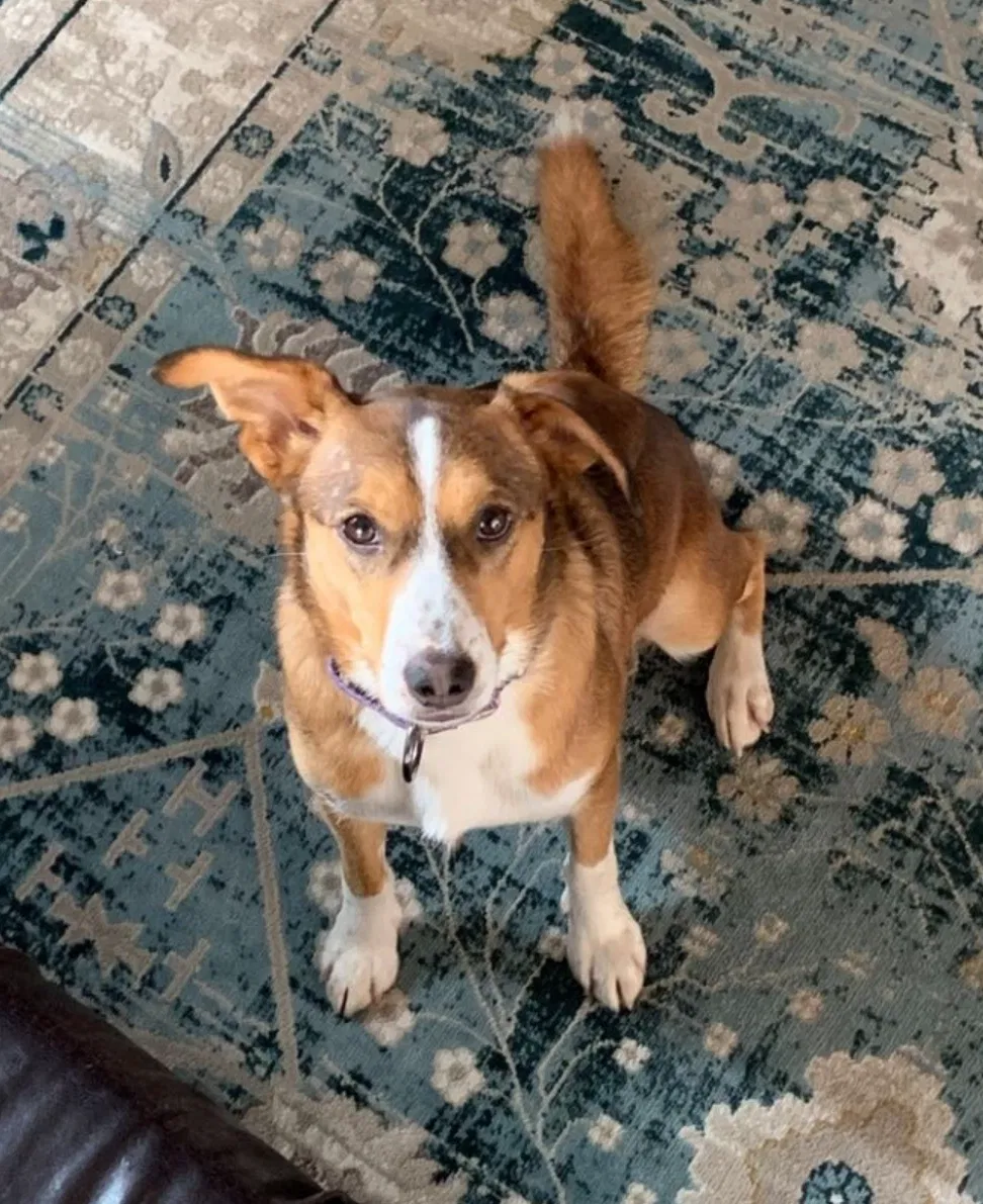 Lost dog in High Point, NC, 27265