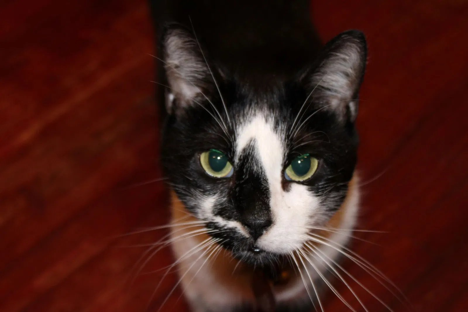 Lost cat in Tulsa, OK, 74136