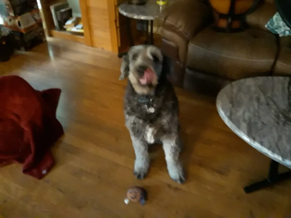 Lost dog in Temple, TX, 76502