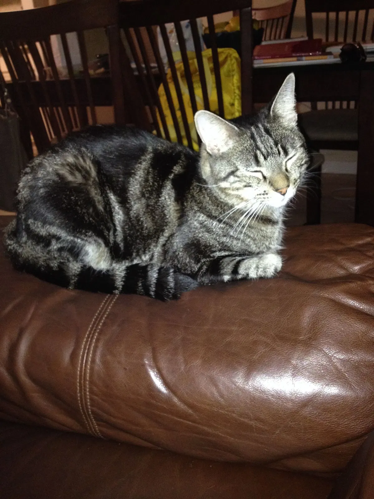 Lost cat in Pompano Beach, FL, 33076
