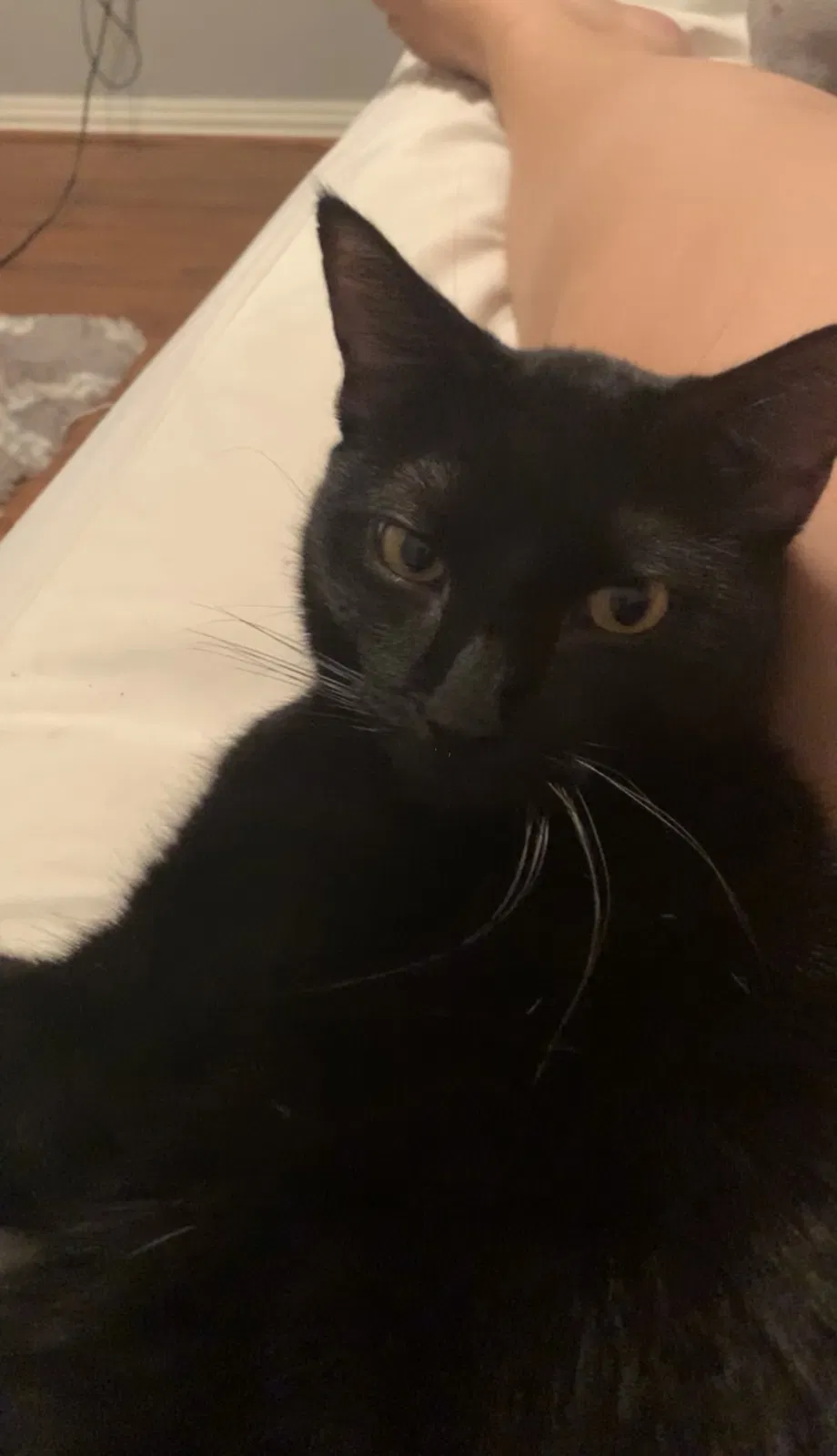 Lost cat in Mckinney, TX, 75071
