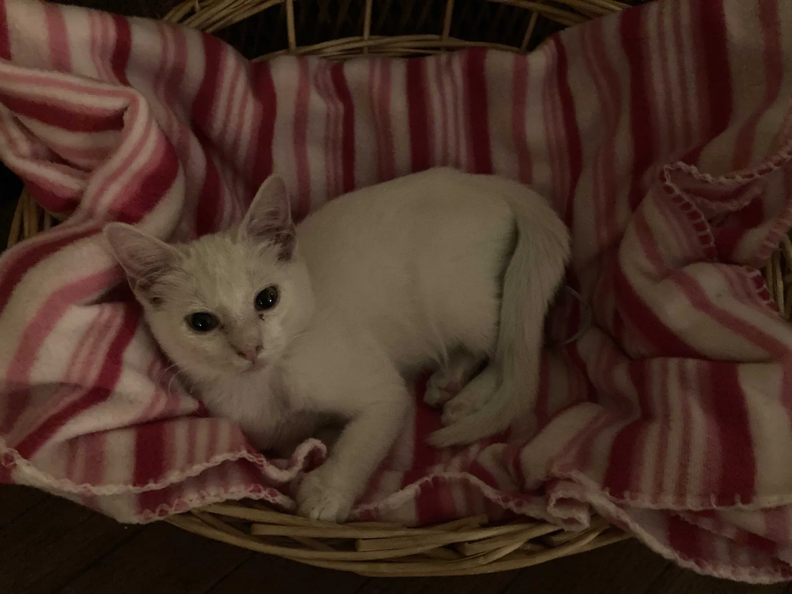 Lost cat in Las Vegas, NV, 89103