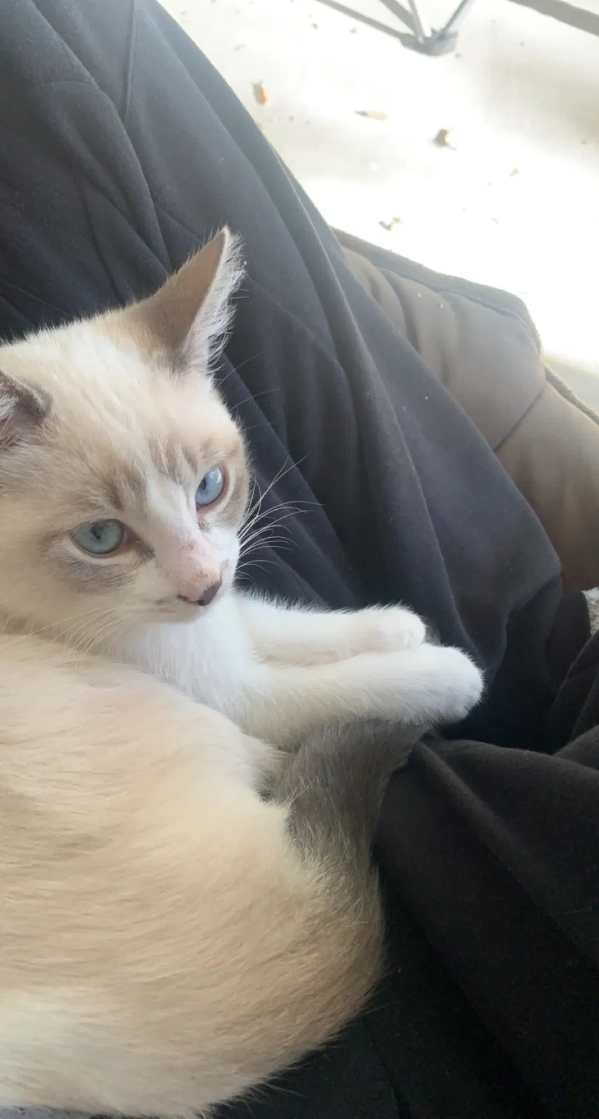 Lost cat in Fayetteville, NC, 28306