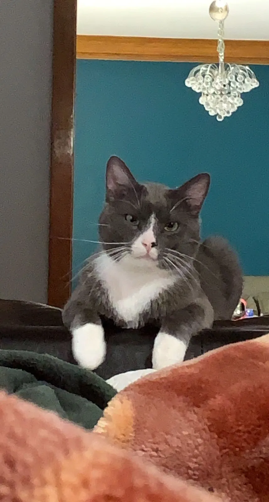 Lost cat in Chicago, IL, 60641