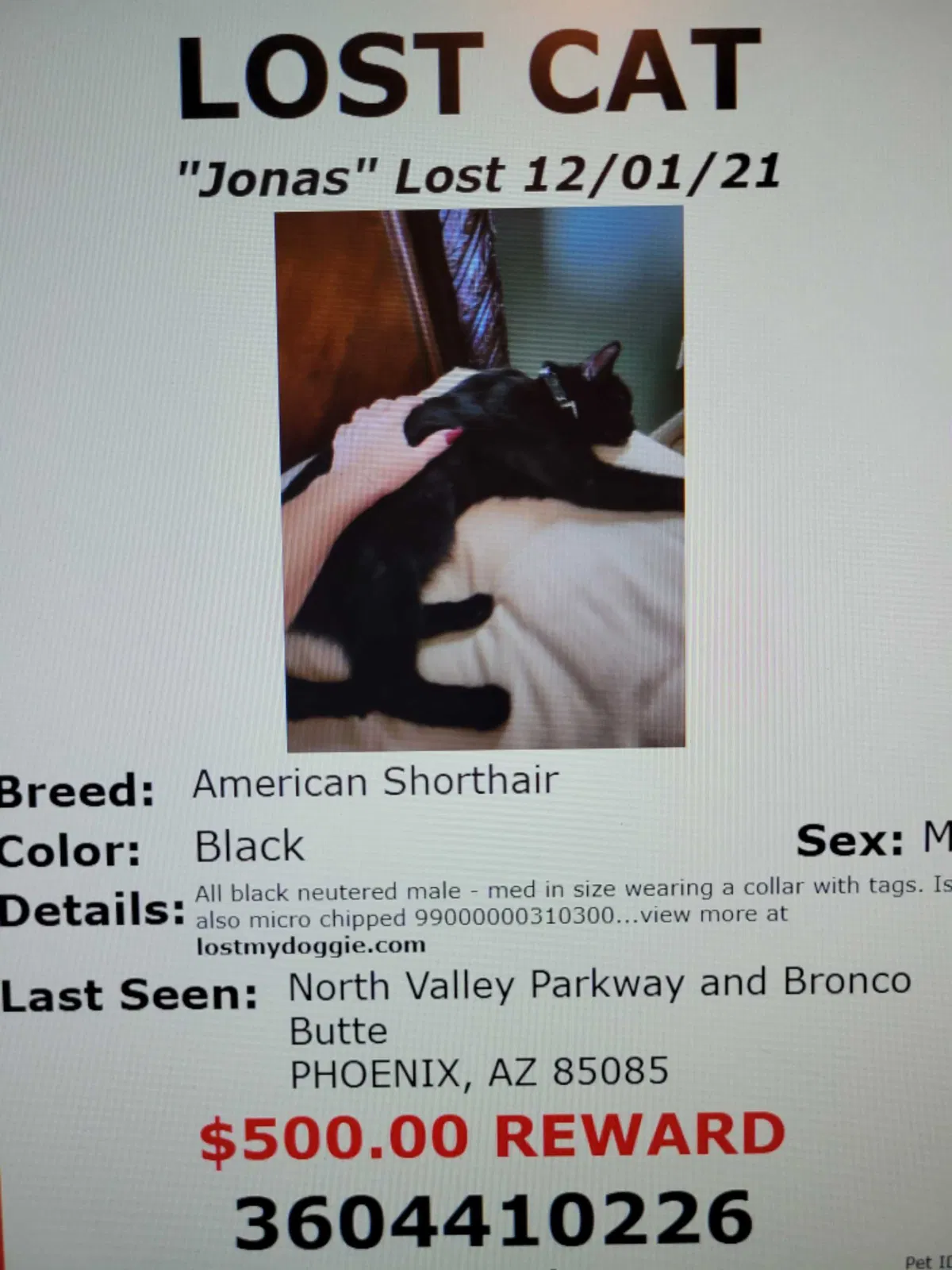 Lost cat in Phoenix, AZ, 85085