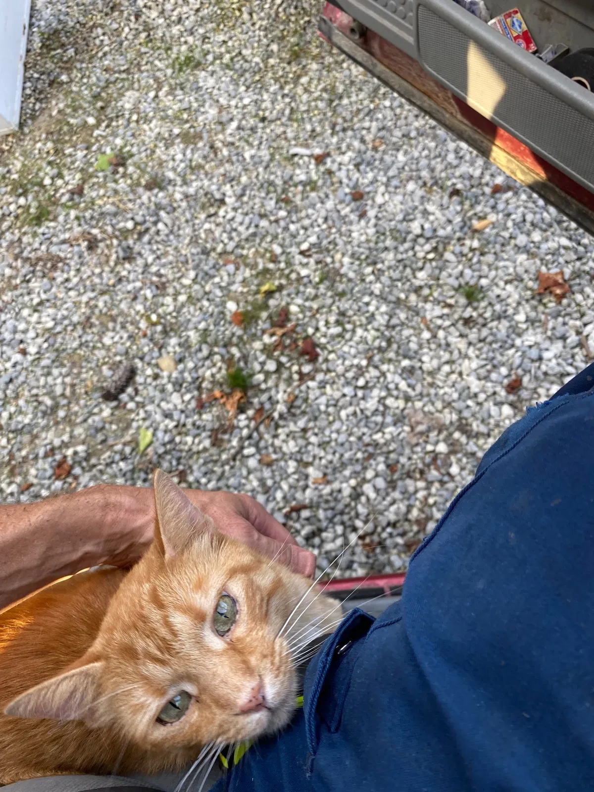 Lost cat in Bainbridge, OH, 45612