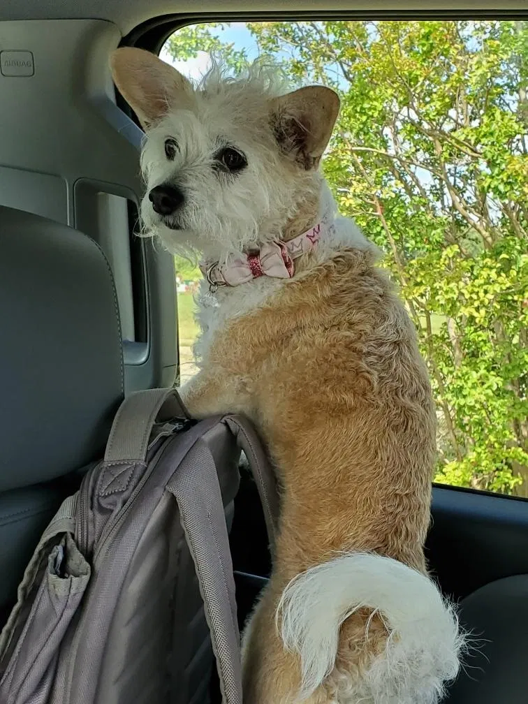 Lost dog in Victoria, TX, 77905