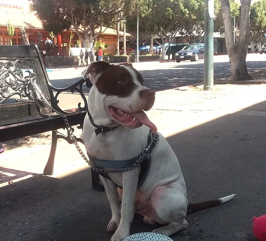 Lost dog in Bonita, CA, 91902