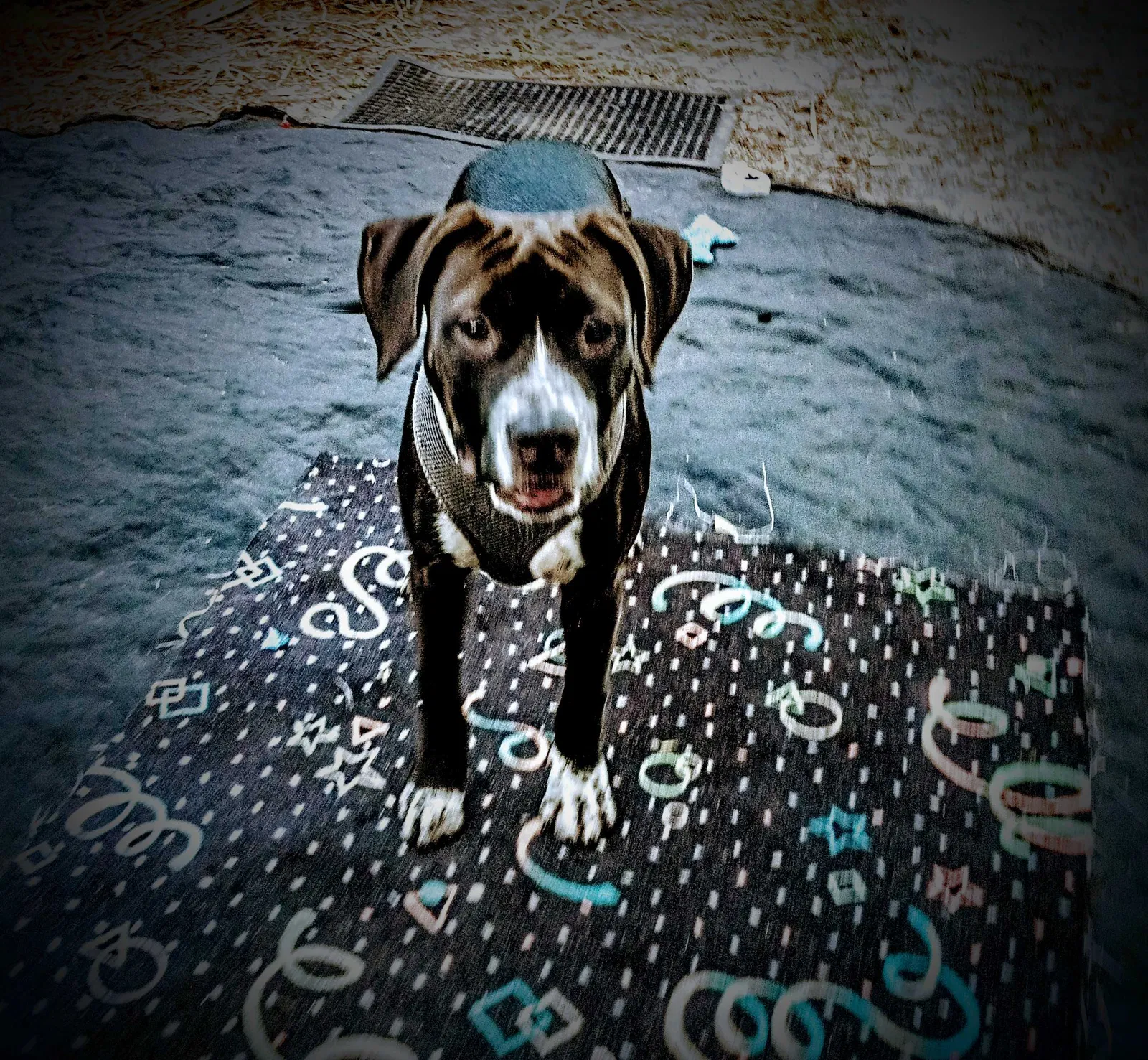 Lost dog in Hudson, FL, 34667
