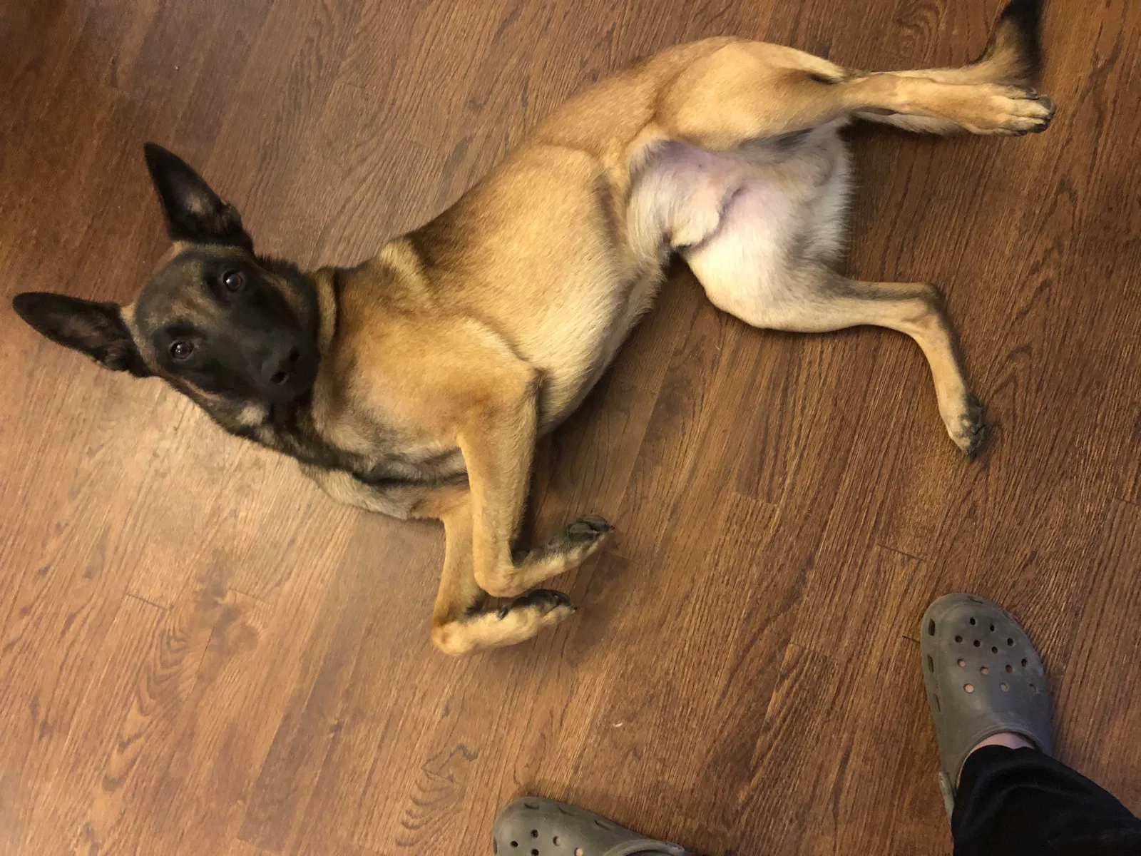 Lost dog in Stamford, CT, 6905