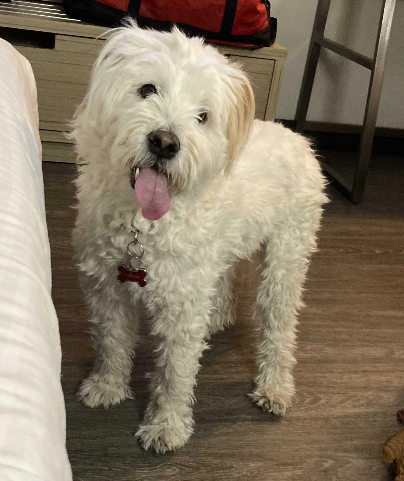 Lost dog in Flagstaff, AZ, 86001