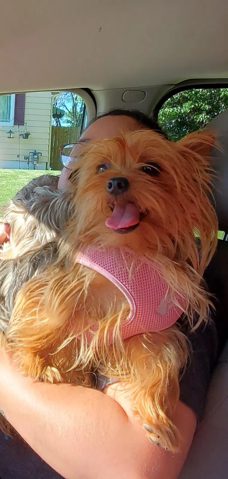 Lost dog in La Vista, NE, 68128