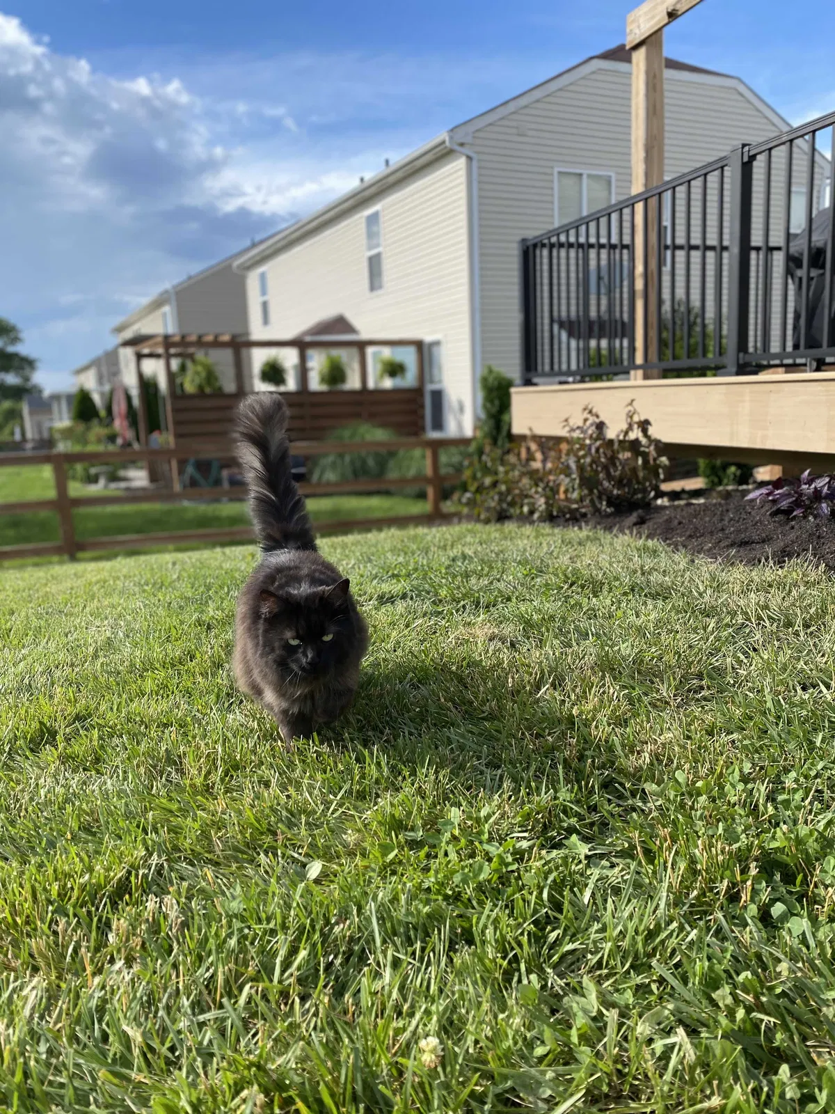 Lost cat in Hebron, KY, 41048
