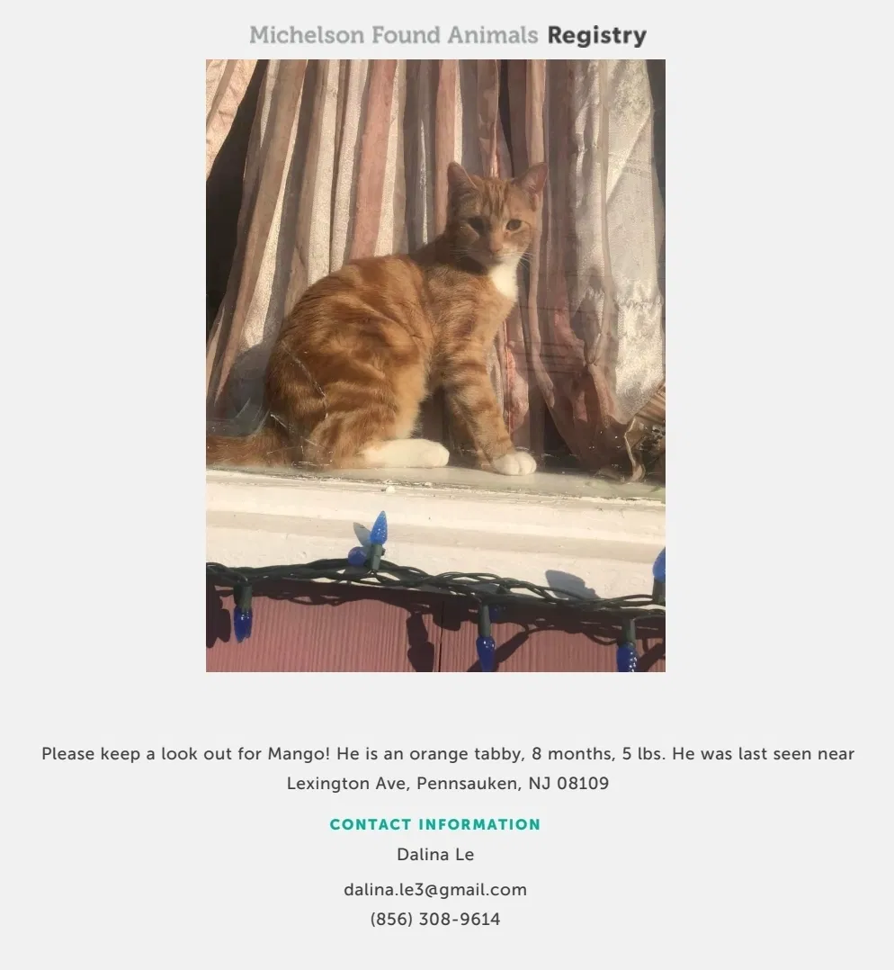 Lost cat in Merchantville, NJ, 8109
