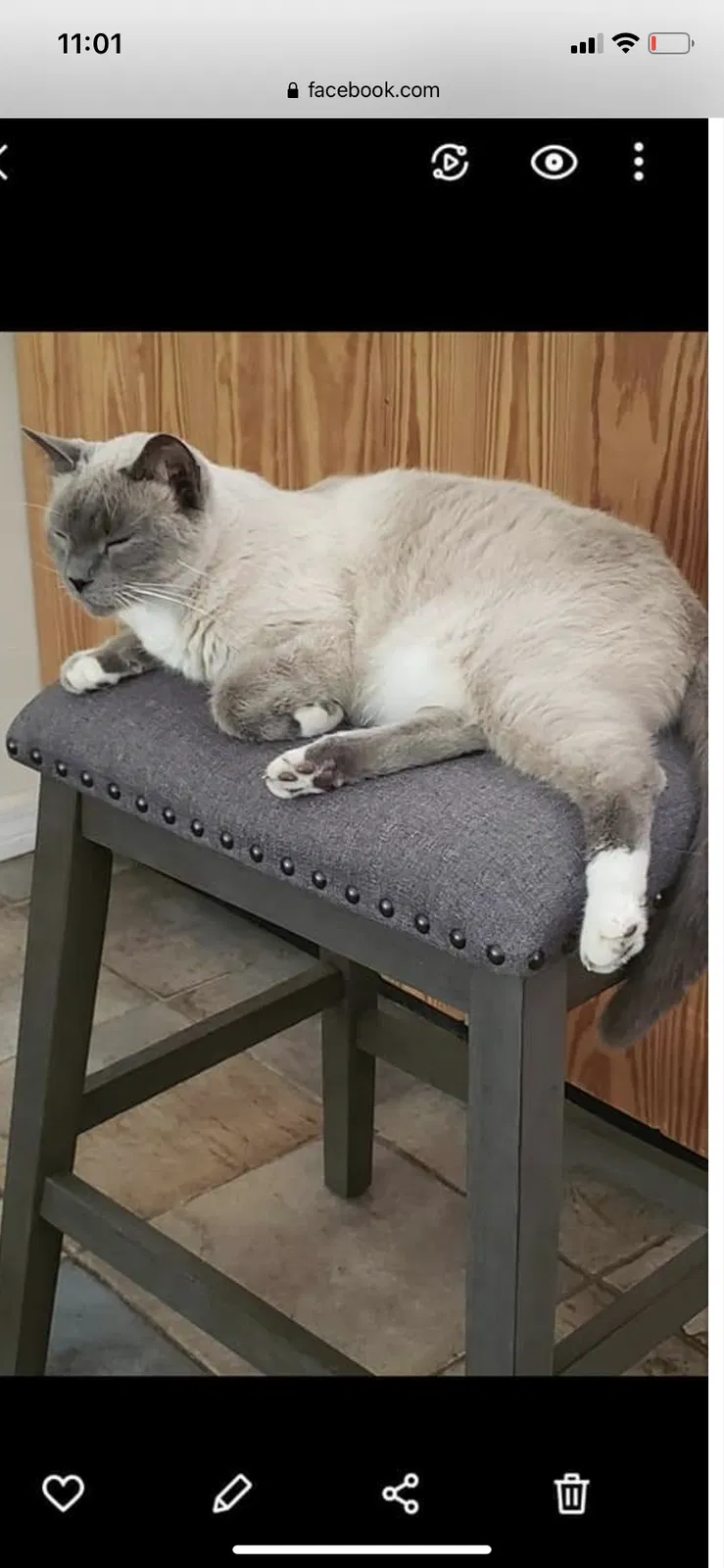 Lost cat in Longwood, FL, 32750