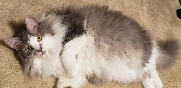 Lost cat in Austin, TX, 78725