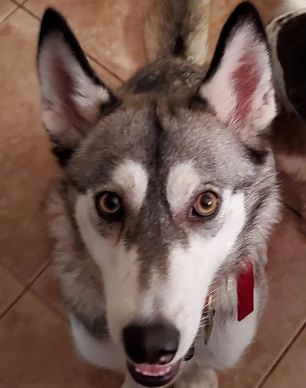 Lost dog in Winton, CA, 95388