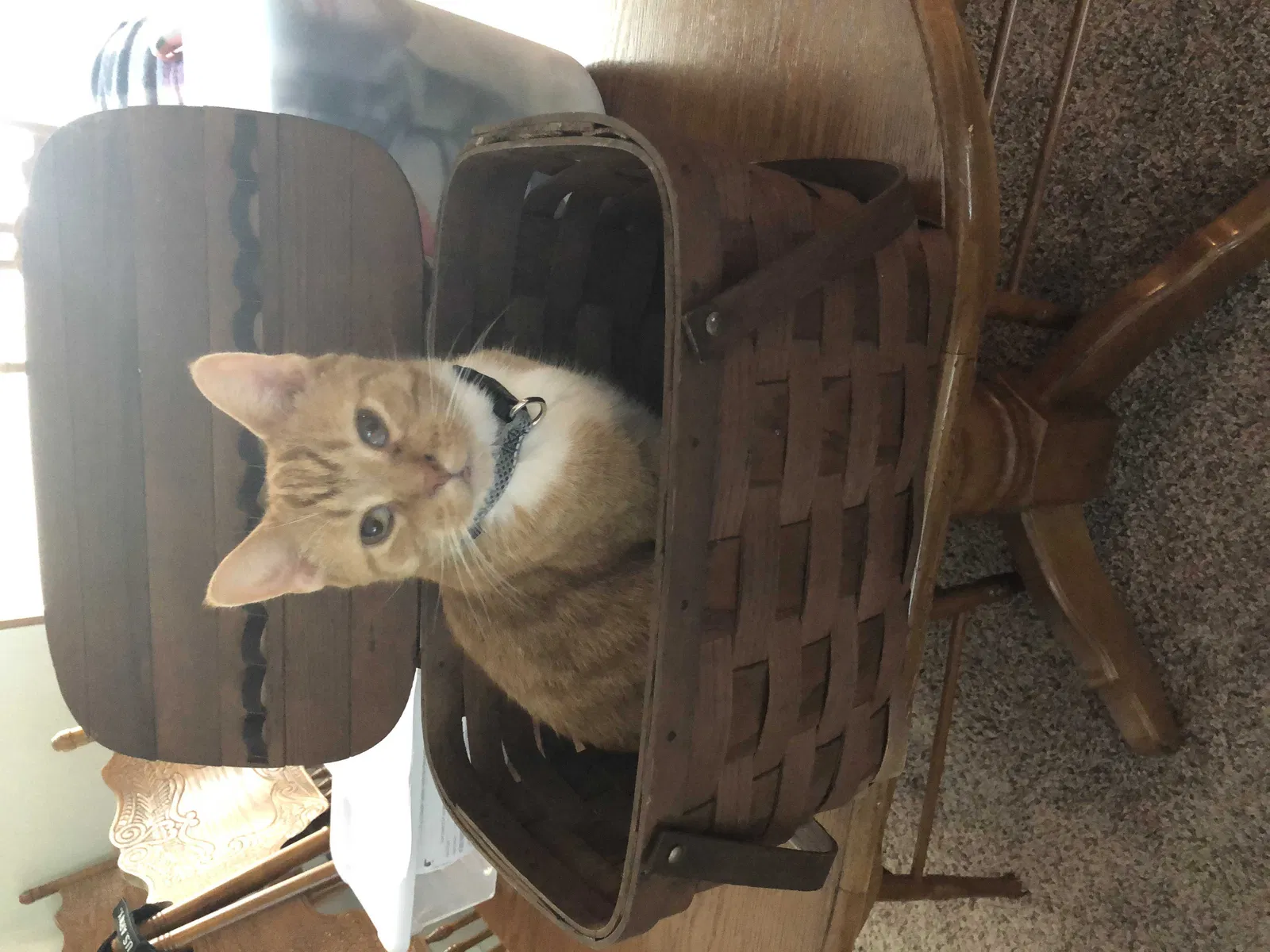 Lost cat in Cosby, TN, 37722