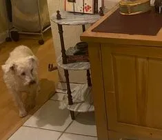 Lost dog in Orlando, FL, 32839