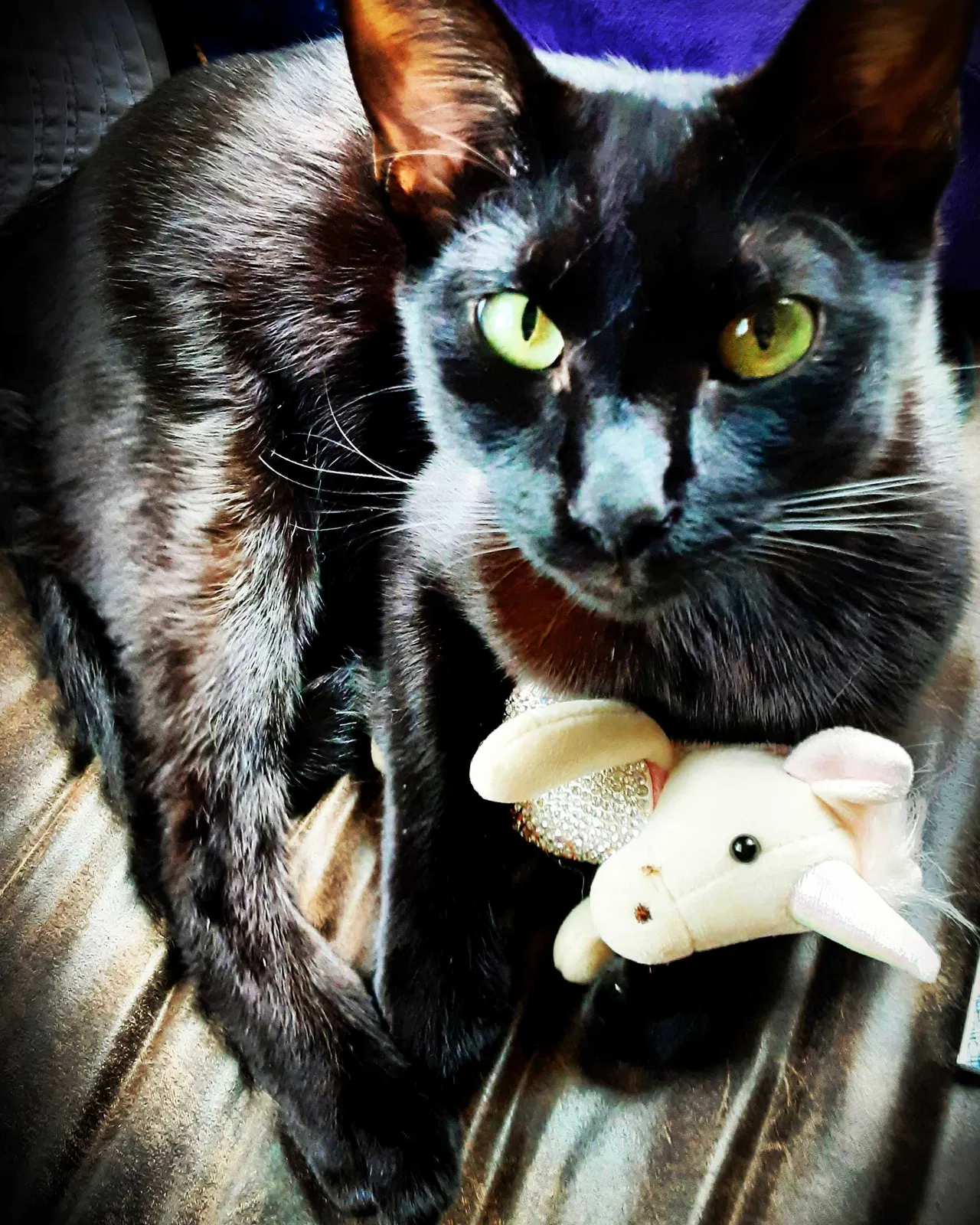 Lost cat in San Clemente, CA, 92672