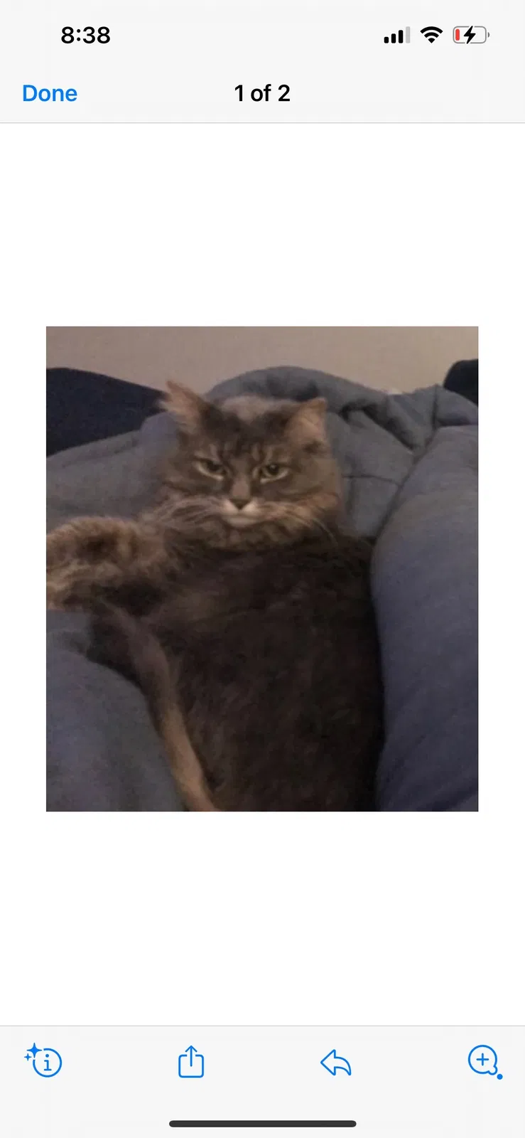 Lost cat in Merrillville, IN, 46410