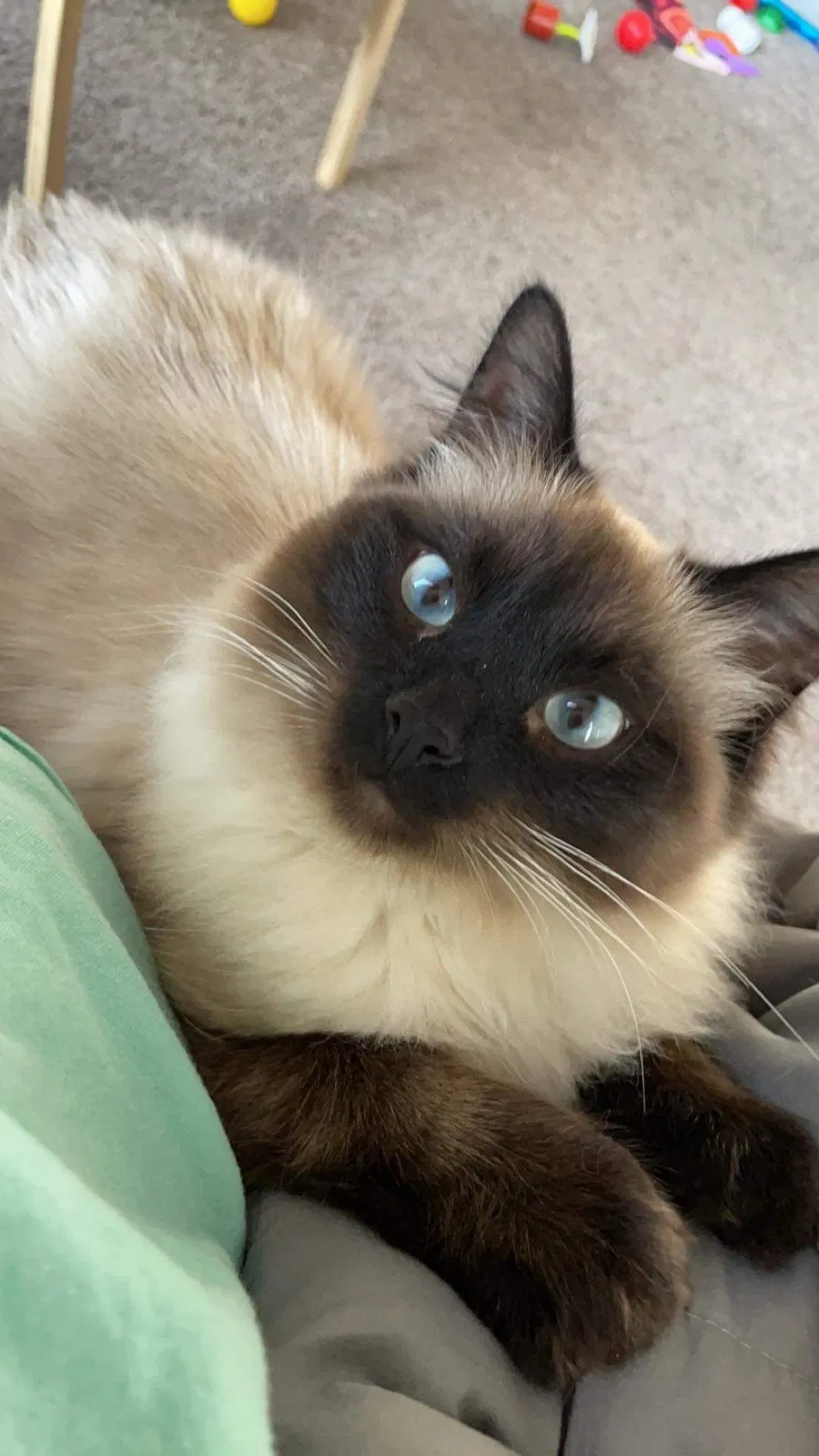 Lost cat in Colorado Springs, CO, 80902