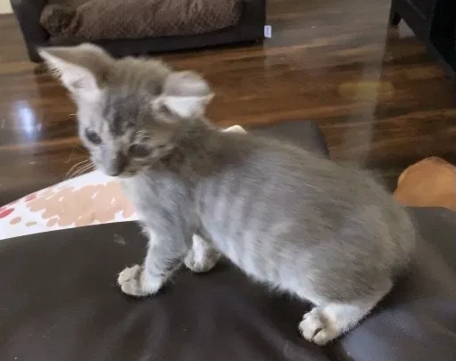 Lost cat in San Antonio, TX, 78218