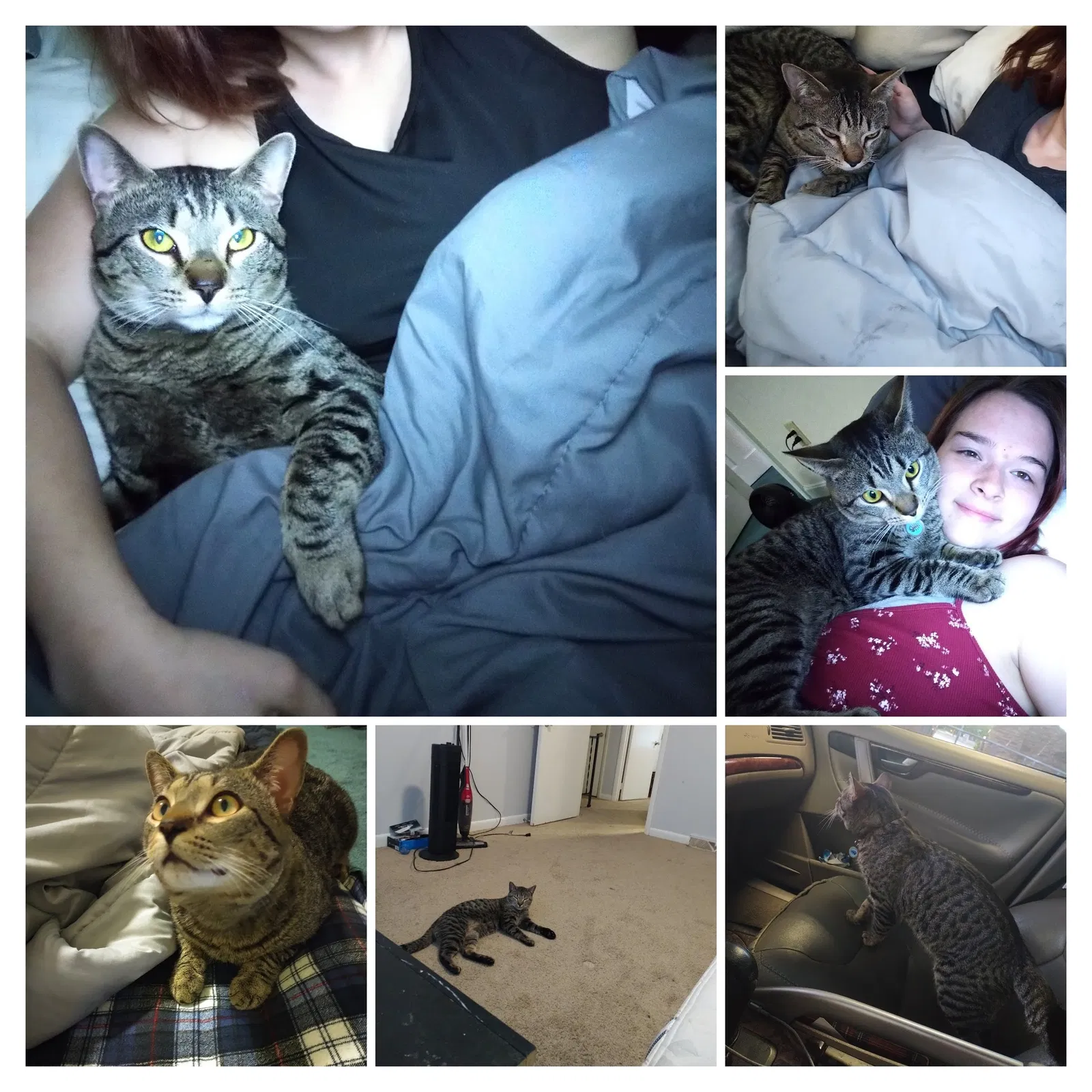 Lost cat in Hickory, NC, 28601