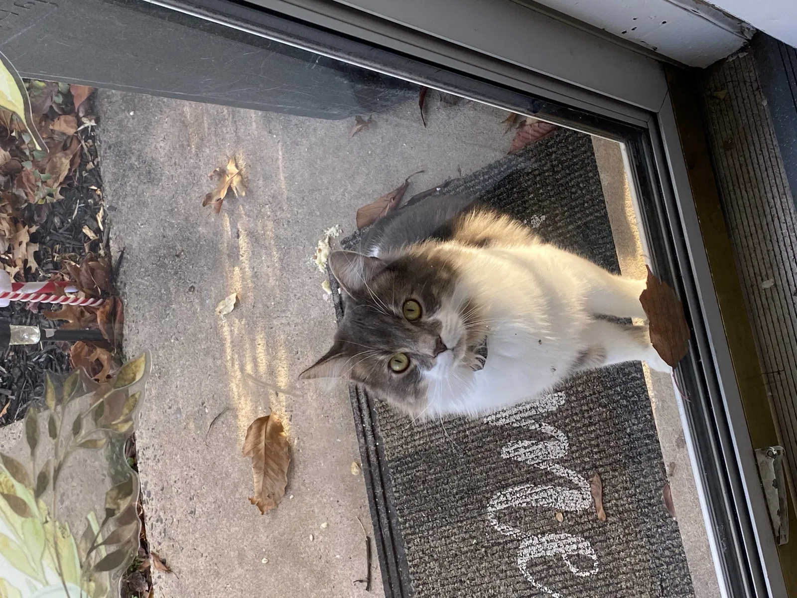 Lost cat in Pottstown, PA, 19464