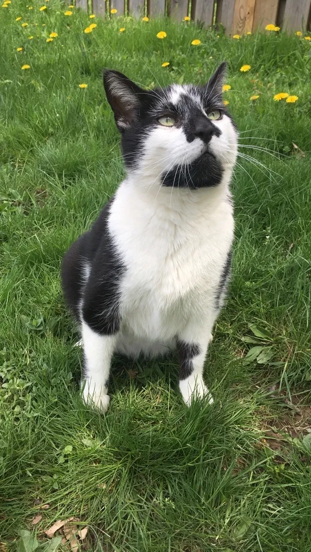 Lost cat in Ashland, OH, 44805