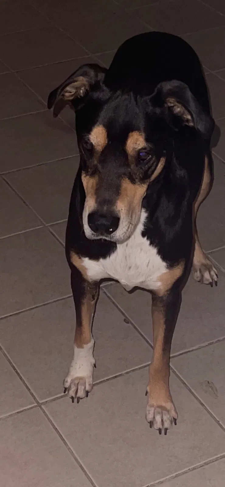 Lost dog in Montgomery, AL, 36110