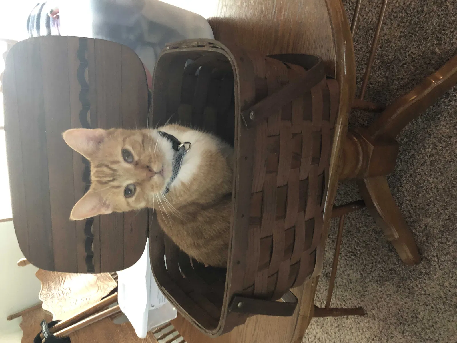 Lost cat in Cosby, TN, 37722