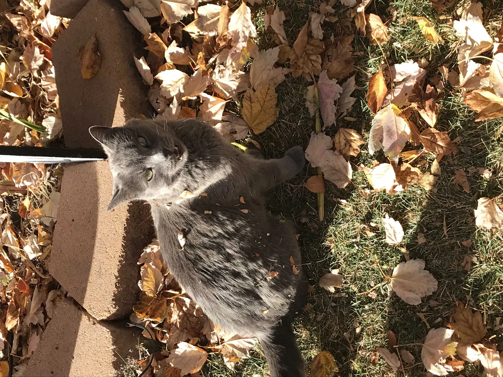 Lost cat in Aurora, CO, 80013