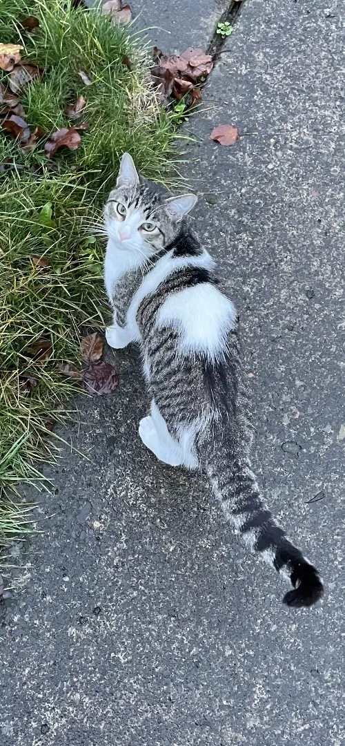 Lost cat in Vancouver, WA, 98682