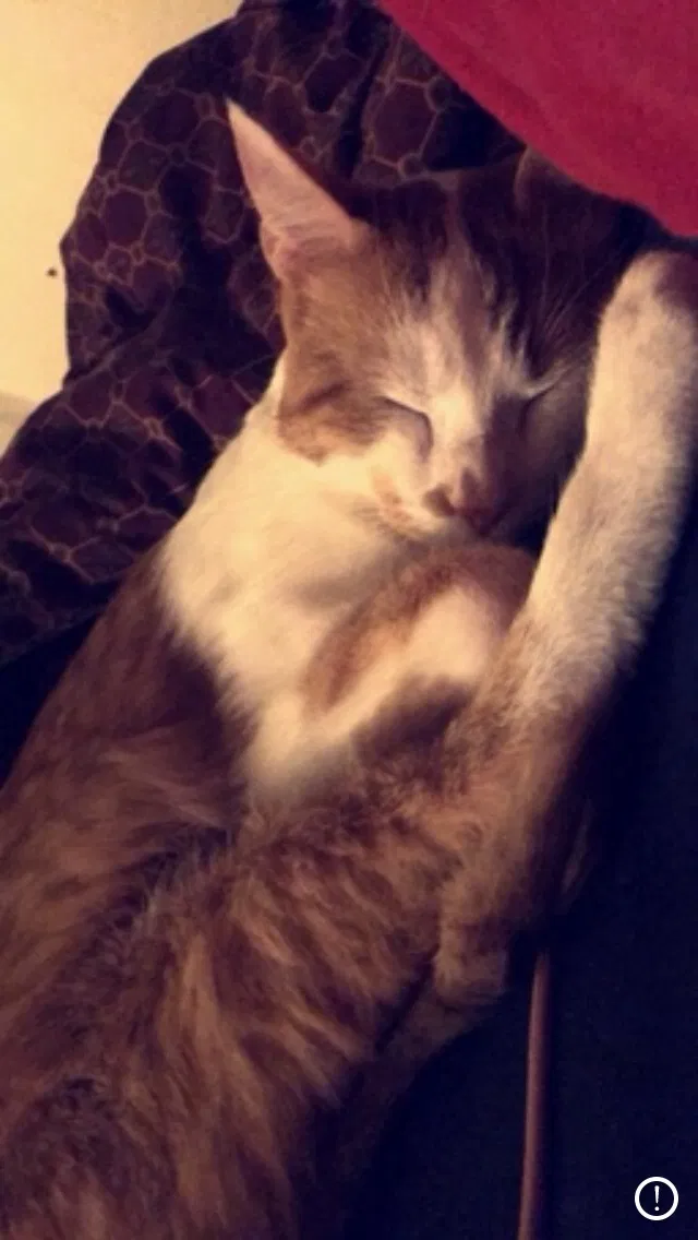 Lost cat in Denton, TX, 76205
