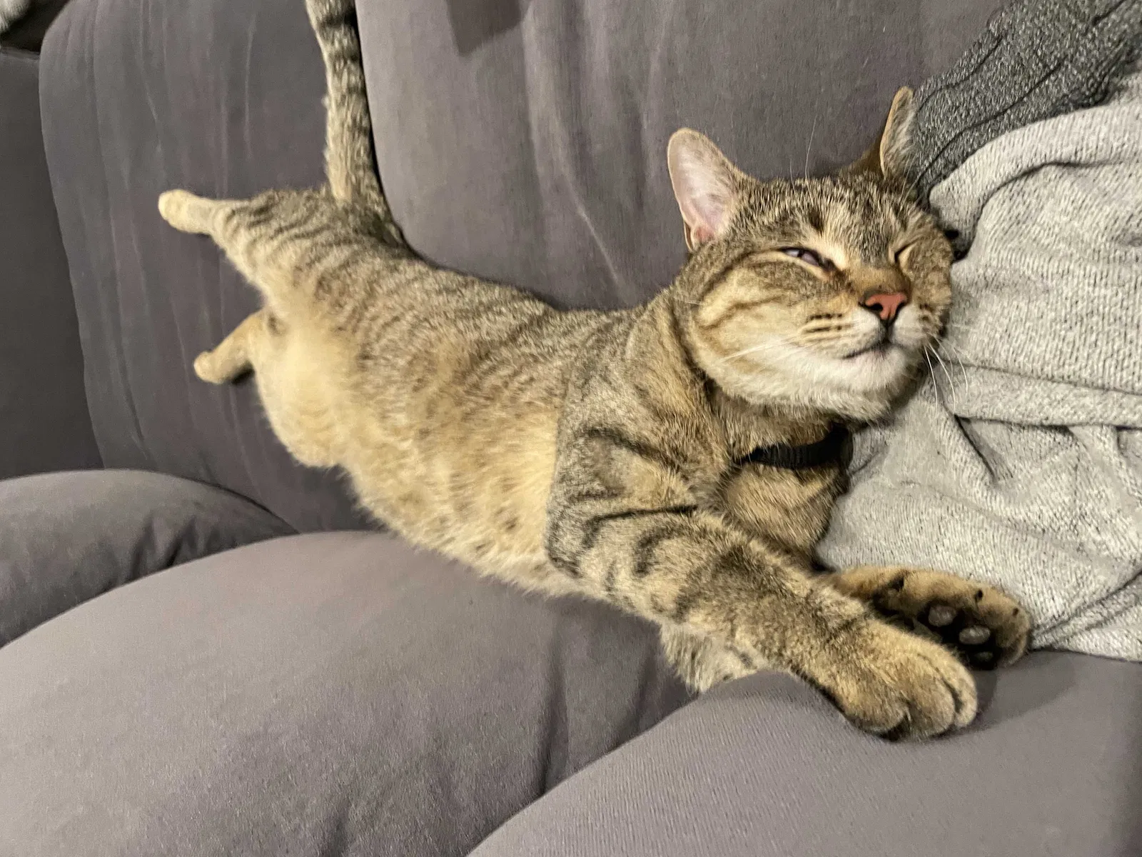 Lost cat in Denver, CO, 80211