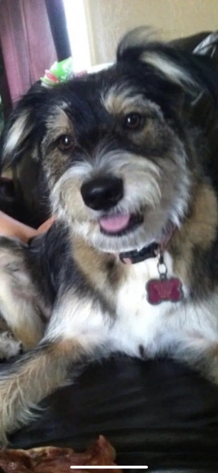 Lost dog in Oklahoma City, OK, 73109